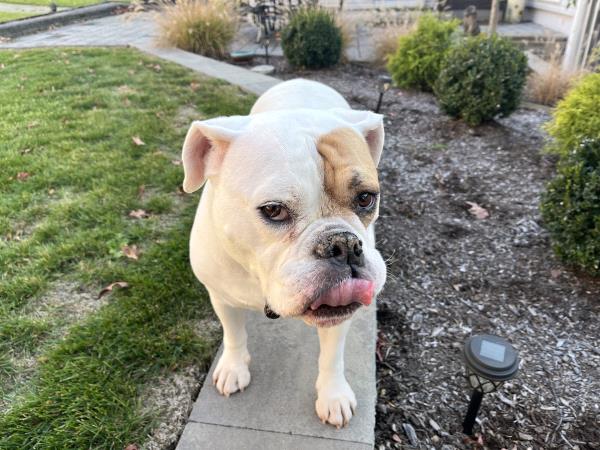 /Images/uploads/Long Island Bulldog Rescue/LIBR-2025-Calendar/entries/33594.jpg